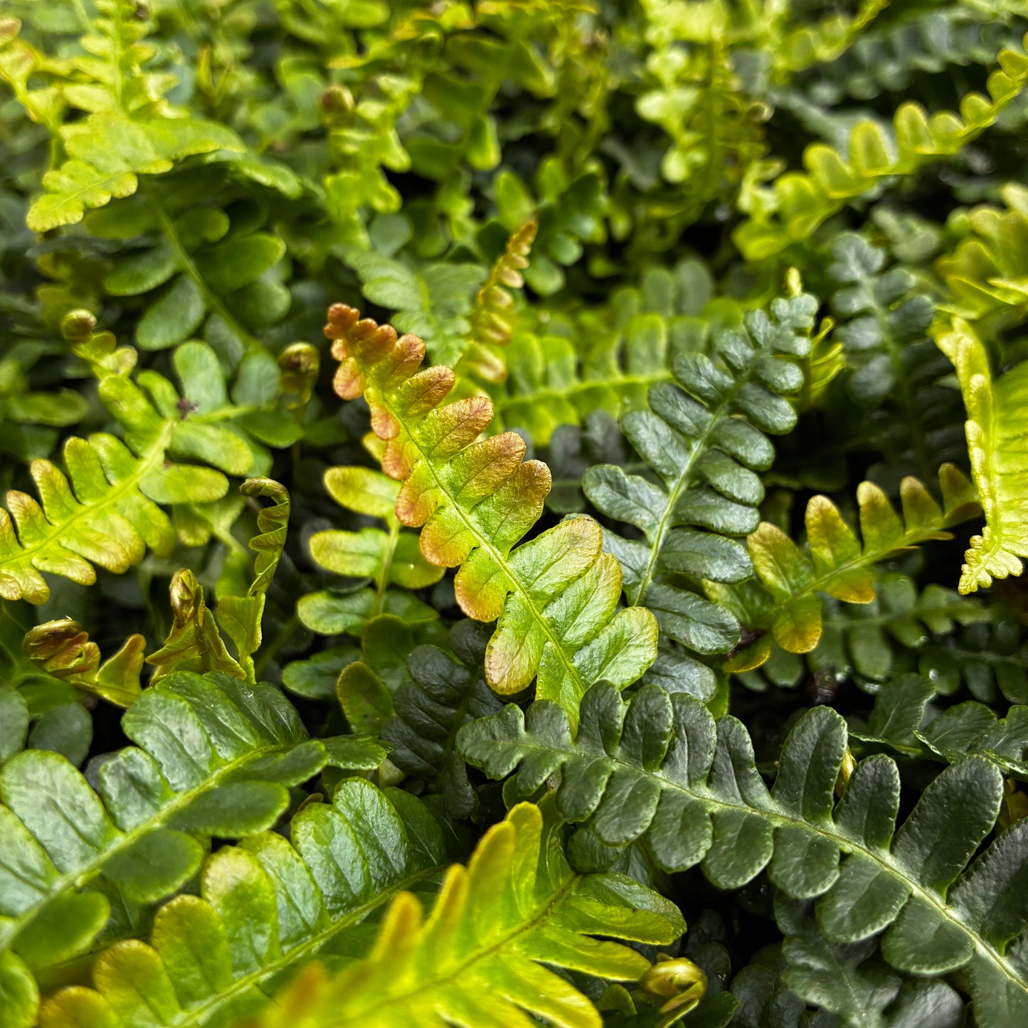 *RETAIL - Blechnum penna-marina