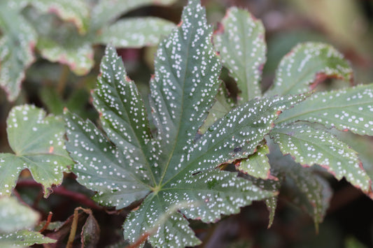 *RETAIL - Begonia circumlobata 'Chandler's Hardy'