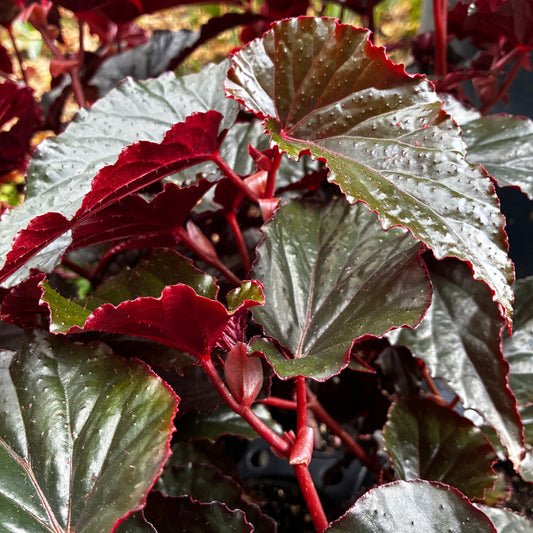 *RETAIL - Begonia 'Black Magic'