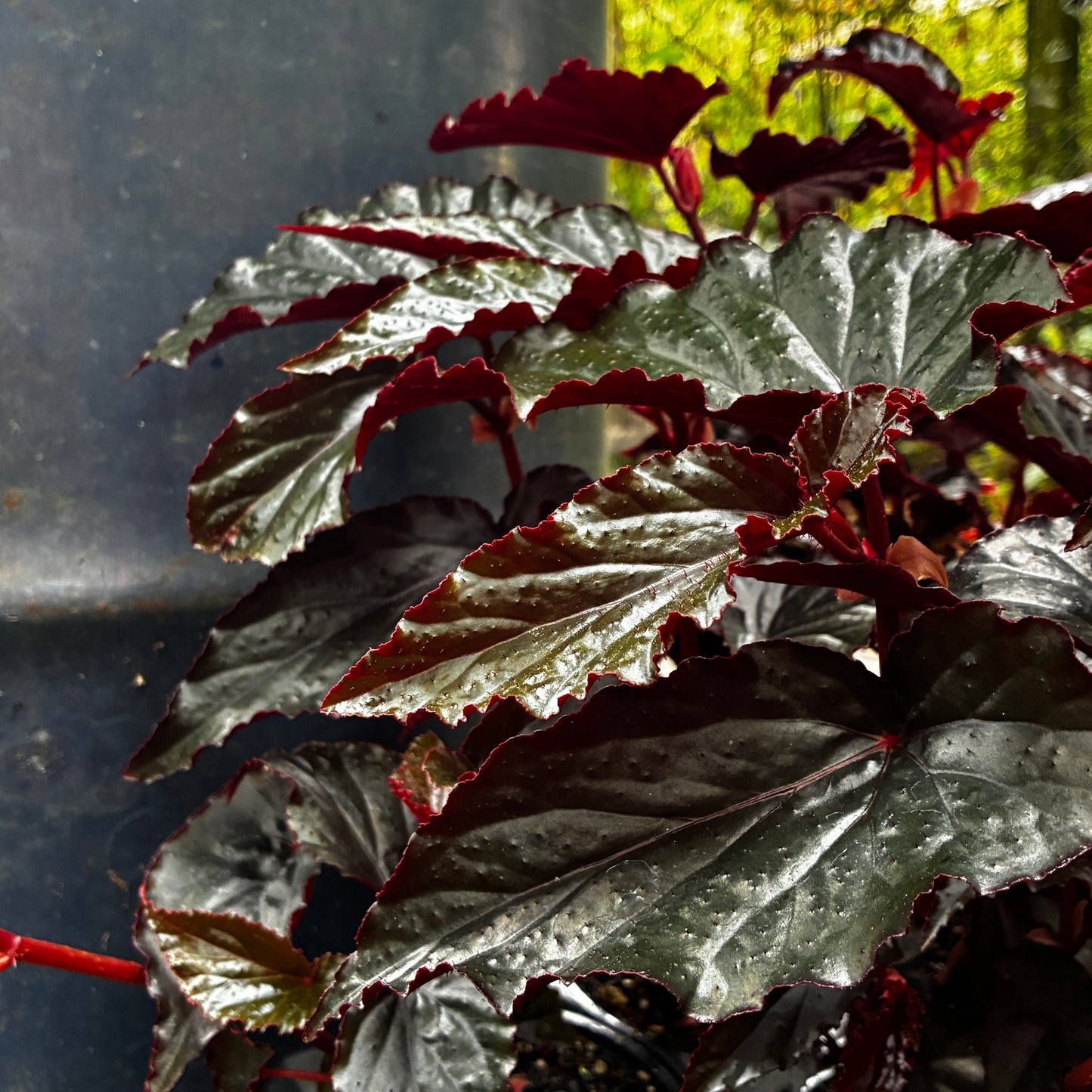 *RETAIL - Begonia 'Black Magic'
