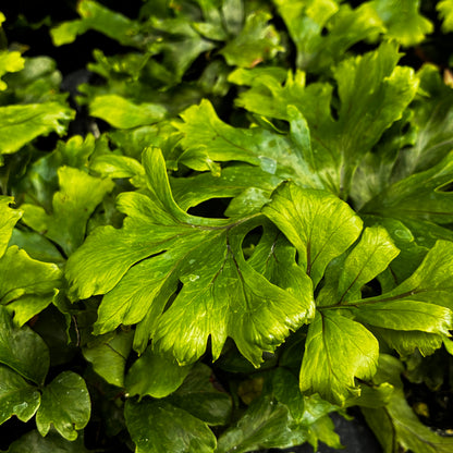 *RETAIL - Polypodium fallax