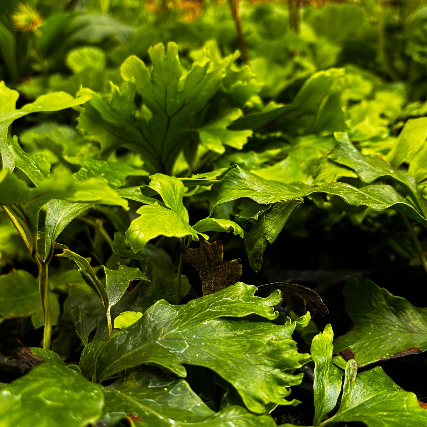 *RETAIL - Polypodium fallax
