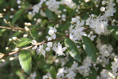 *RETAIL - Hoheria sexstylosa 'Stardust'