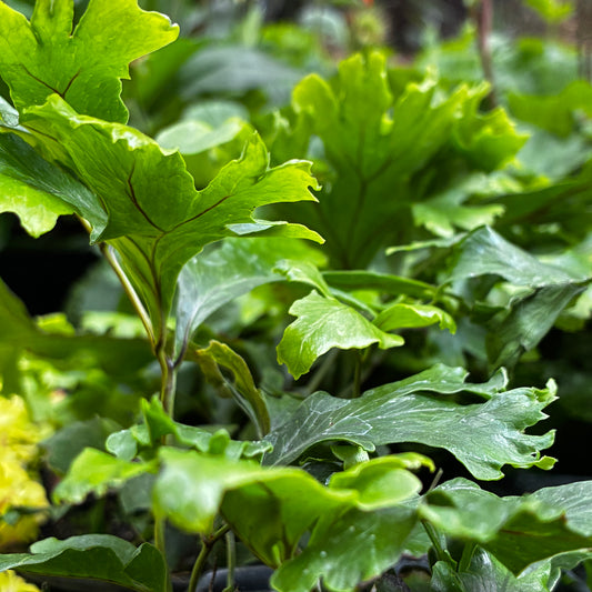 *RETAIL - Polypodium fallax