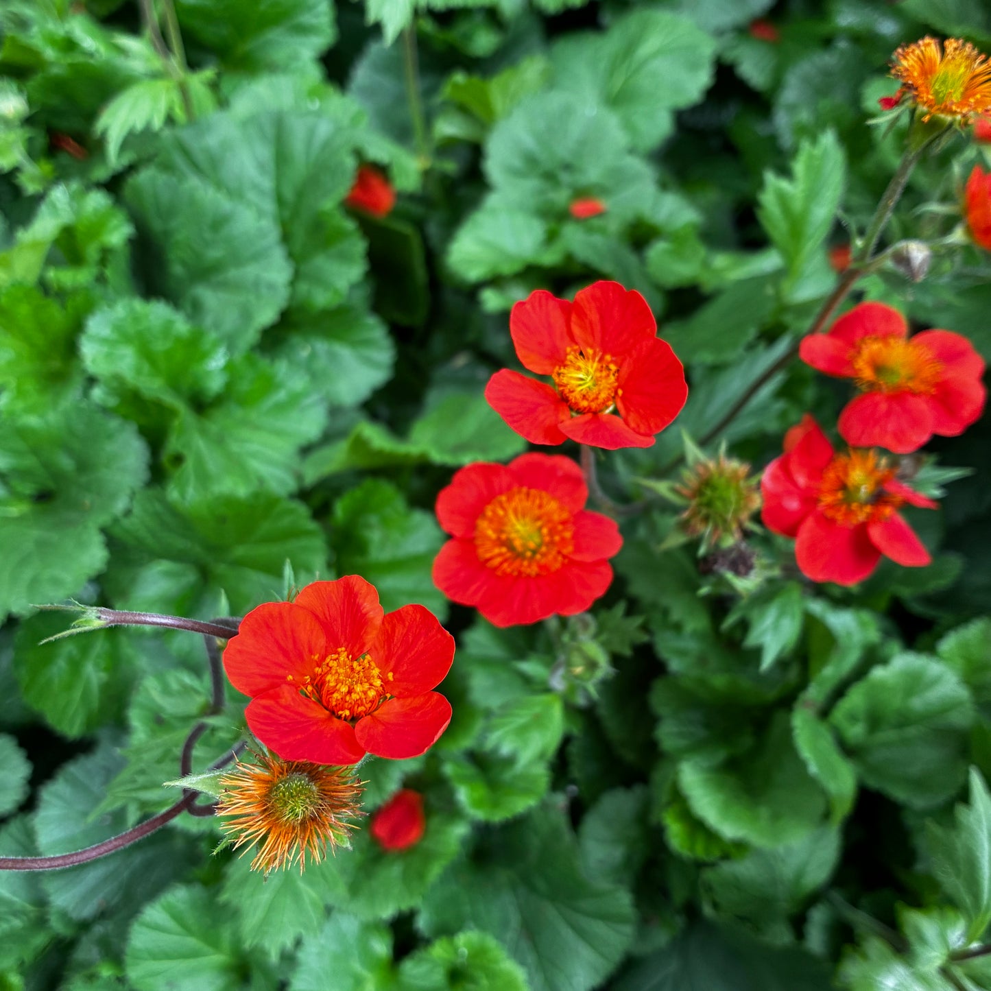 *RETAIL - Geum coccineum 'Koi'
