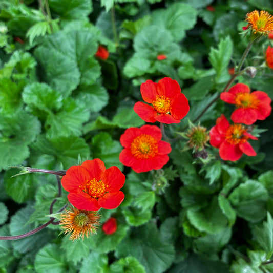 *RETAIL - Geum coccineum 'Koi'