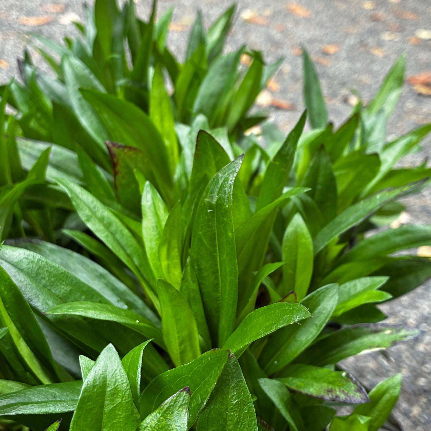*RETAIL - Dianthus barbatus 'Sooty'