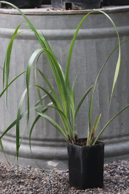 Billbergia nutans 'Blondie'