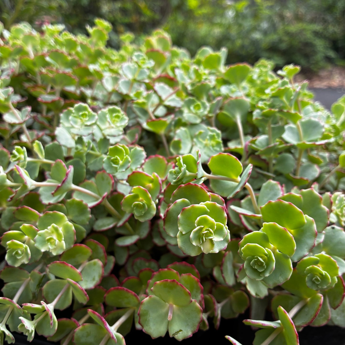 *RETAIL - Sedum sieboldii