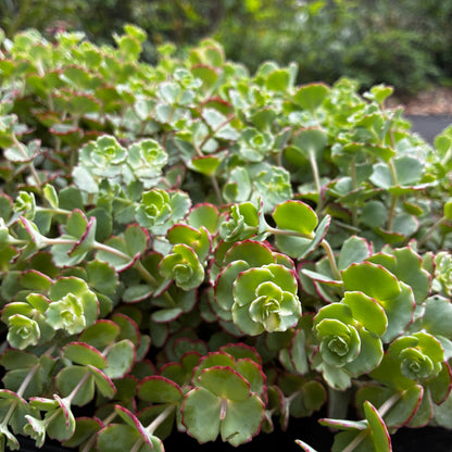 *RETAIL - Sedum sieboldii