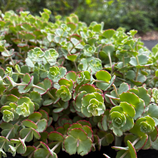 *RETAIL - Sedum sieboldii