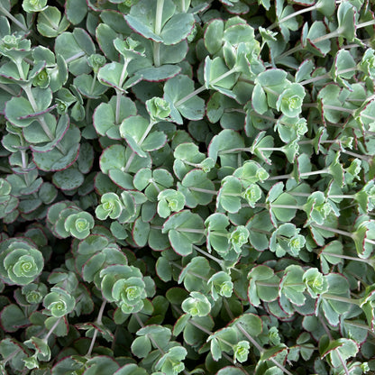 *RETAIL - Sedum sieboldii