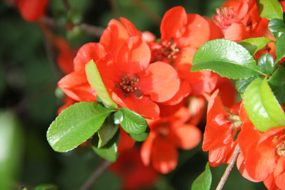 *RETAIL - Chaenomeles x superba 'Mandarin'