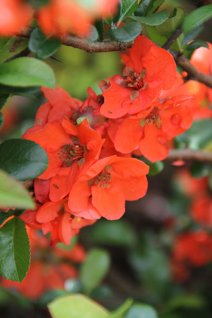 *RETAIL - Chaenomeles x superba 'Mandarin'