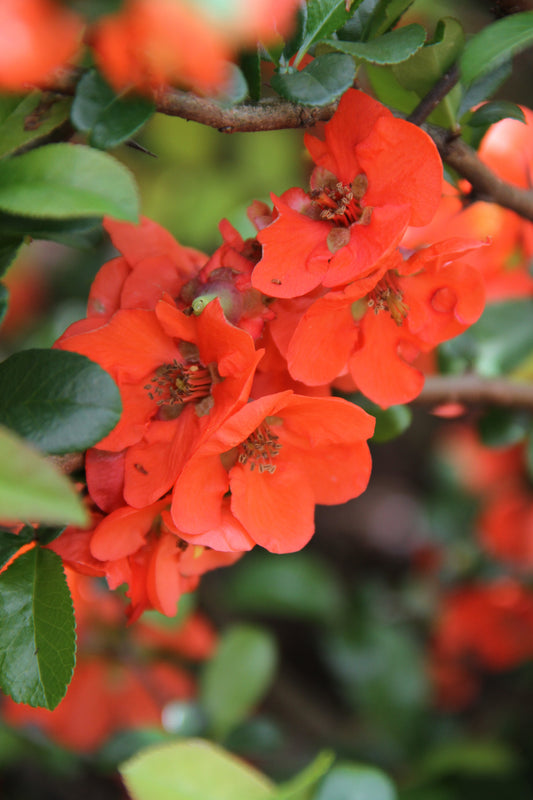 *RETAIL - Chaenomeles x superba 'Mandarin'