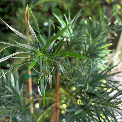*RETAIL - Podocarpus parlatorei - cl. 1 [Cistus plant]