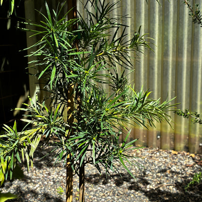 *RETAIL - Podocarpus parlatorei - cl. 1 [Cistus plant]