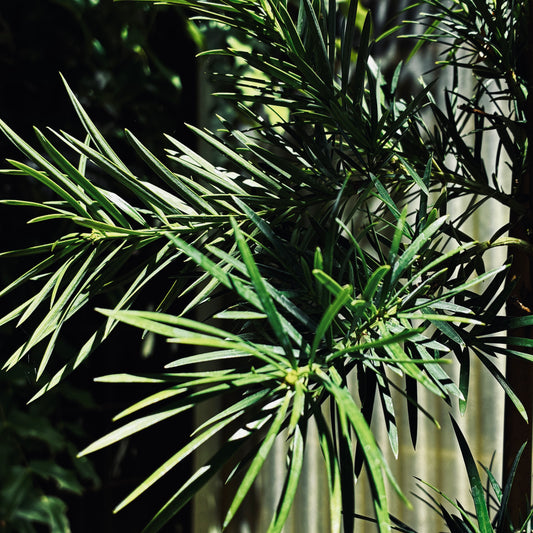 *RETAIL - Podocarpus parlatorei - cl. 1 [Cistus plant]