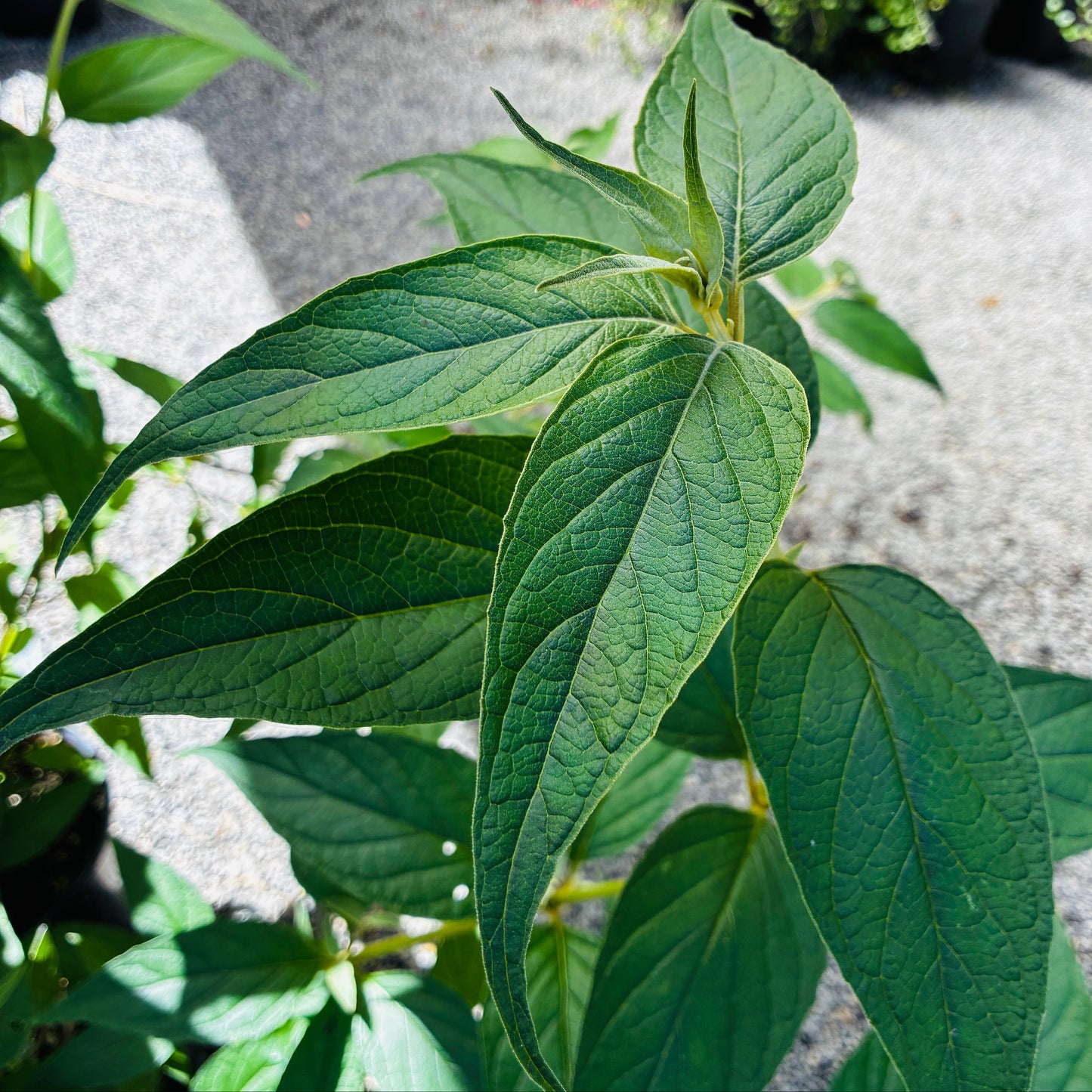 *RETAIL - Buddleja salvifolia