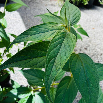 *RETAIL - Buddleja salvifolia