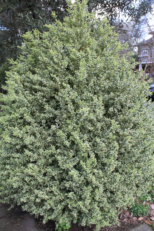 *RETAIL - Buxus microphylla var. japonica 'Variegata' - dwarf form