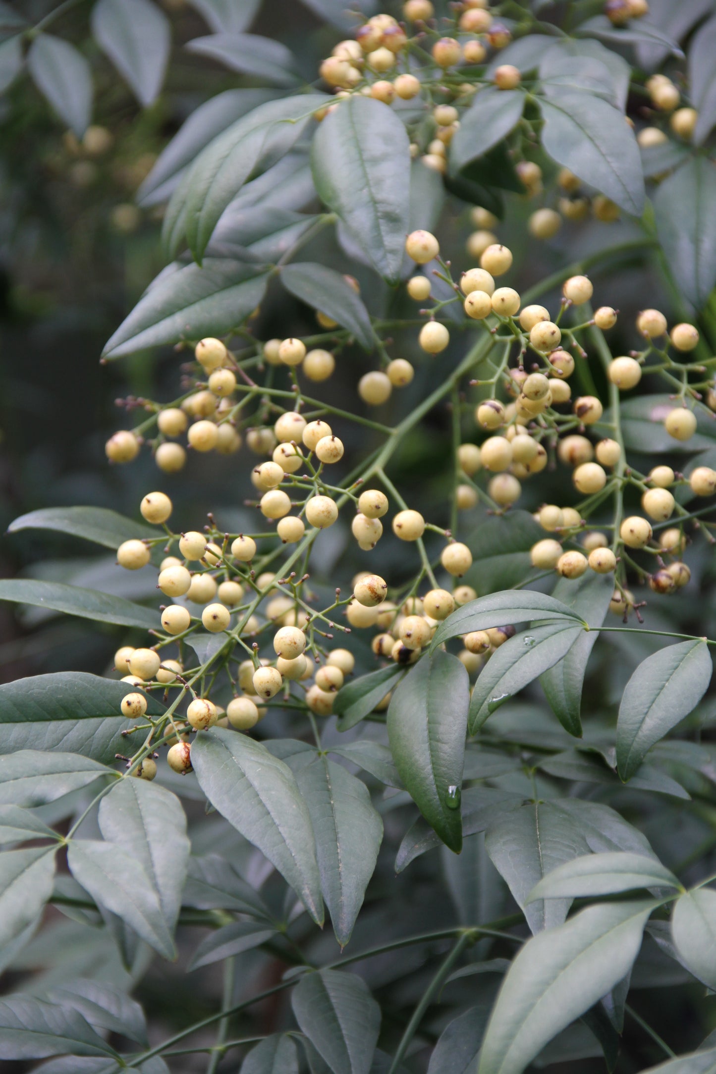 *RETAIL - Nandina domestica var. leucocarpa