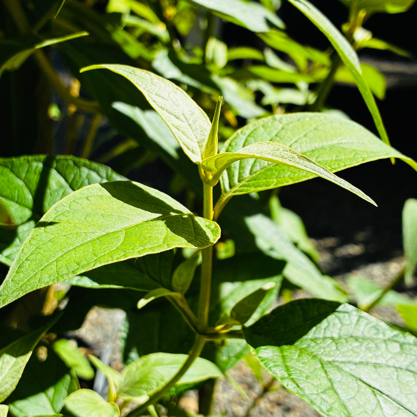 *RETAIL - Buddleja salvifolia