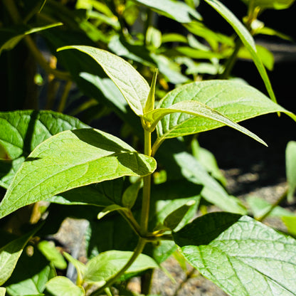 *RETAIL - Buddleja salvifolia