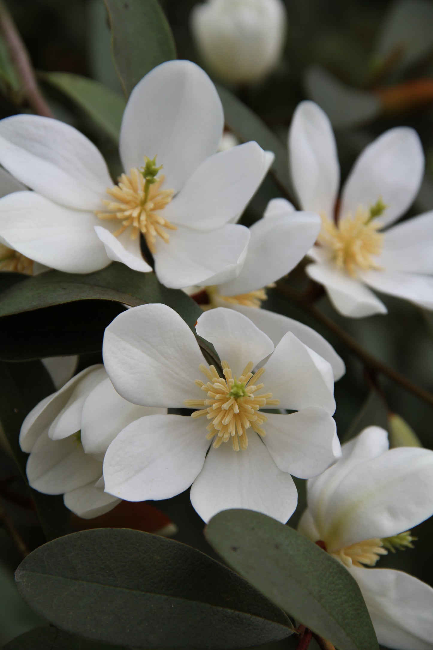 *RETAIL - Magnolia laevifolia