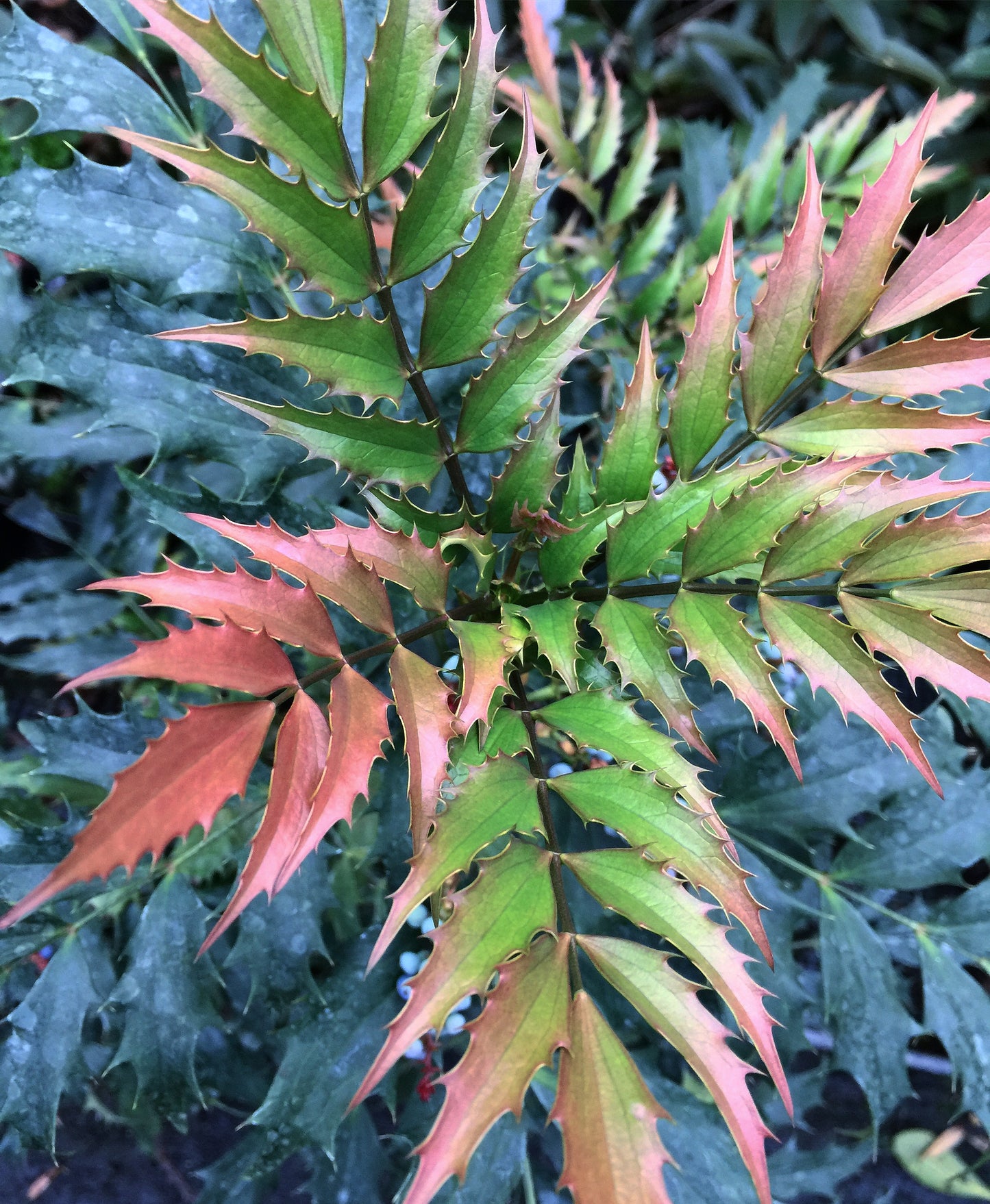 Mahonia nitens 94010