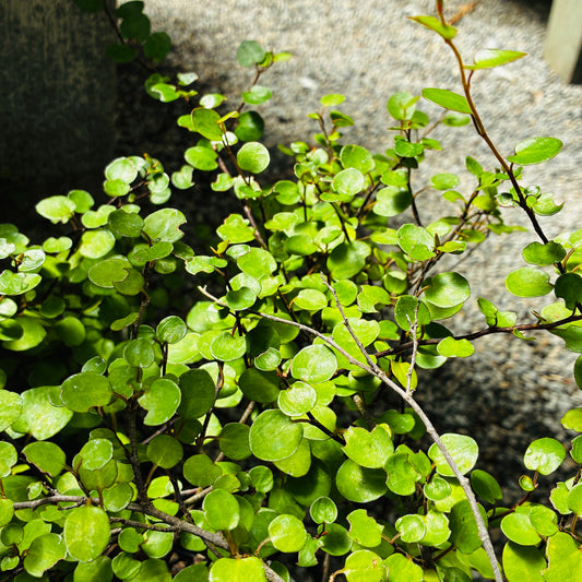 *RETAIL - Muehlenbeckia complexa