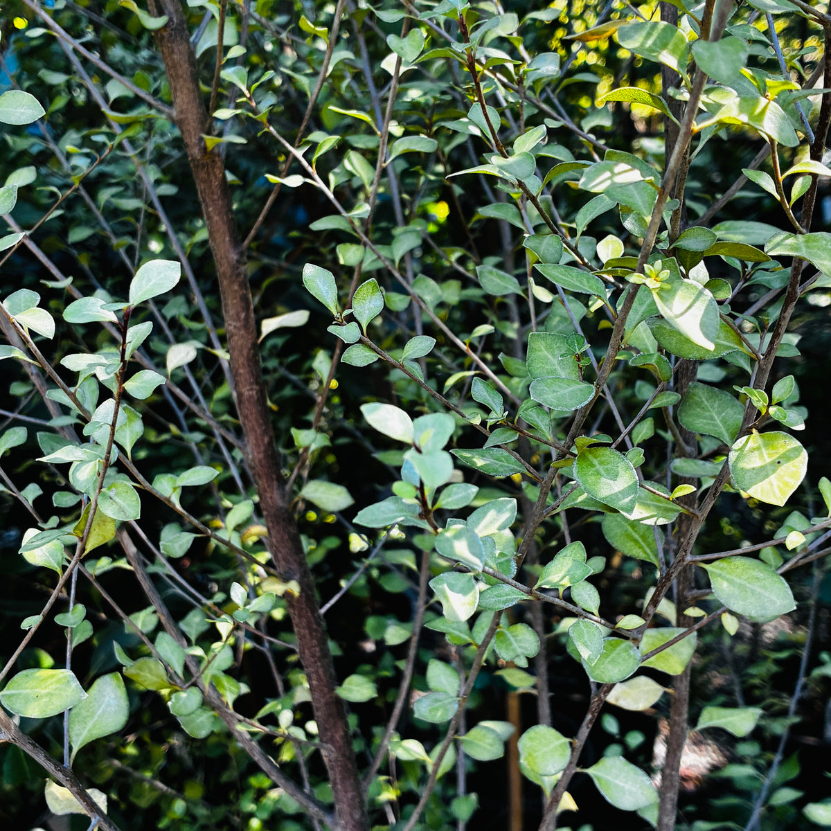 *RETAIL - Pittosporum tenuifolium 'James Stirling'
