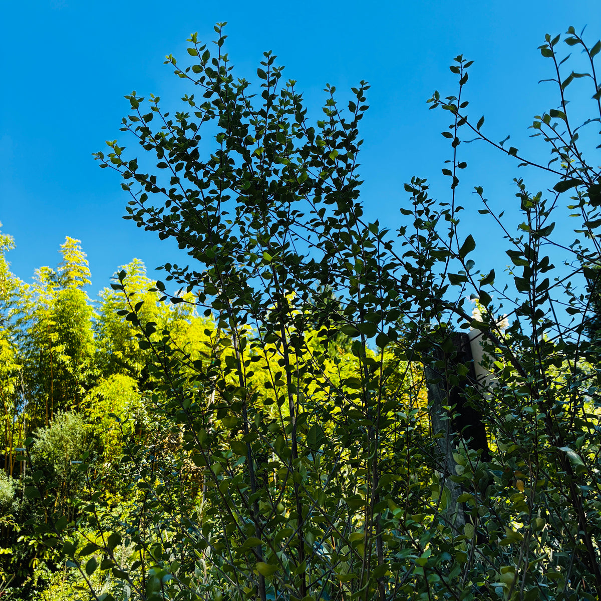 *RETAIL - Pittosporum tenuifolium 'James Stirling'