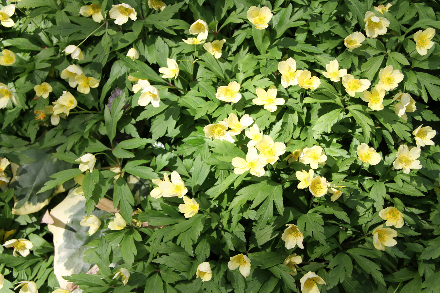 *RETAIL - Anemone x lipsiensis