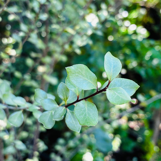 *RETAIL - Pittosporum tenuifolium 'James Stirling'