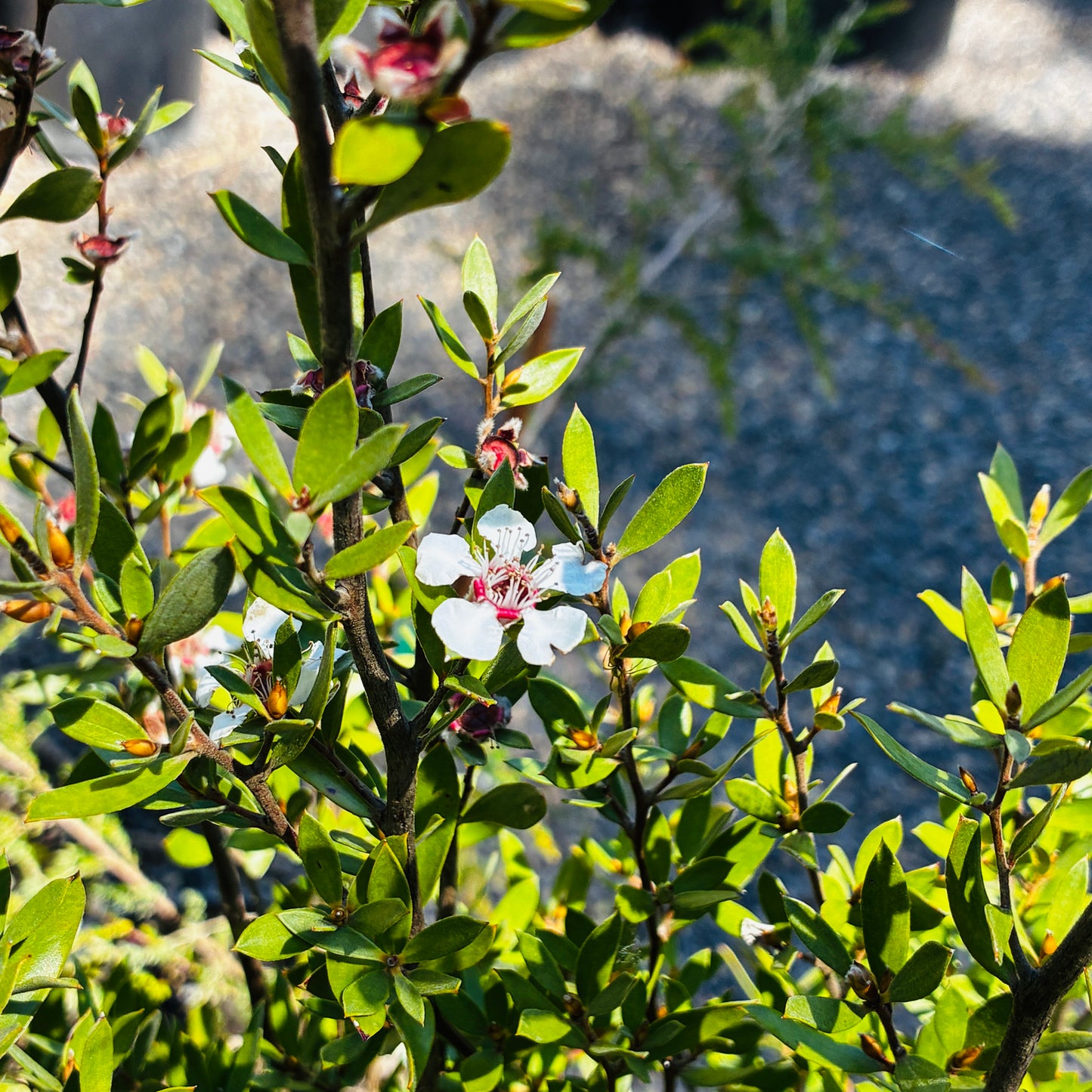 *RETAIL - Leptospermum sp. [Eugene, OR - hardy]