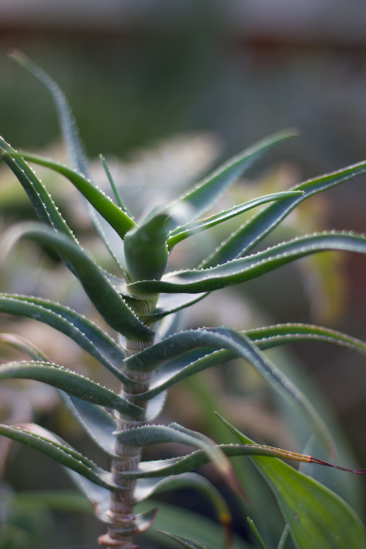 *RETAIL - Aloe striatula