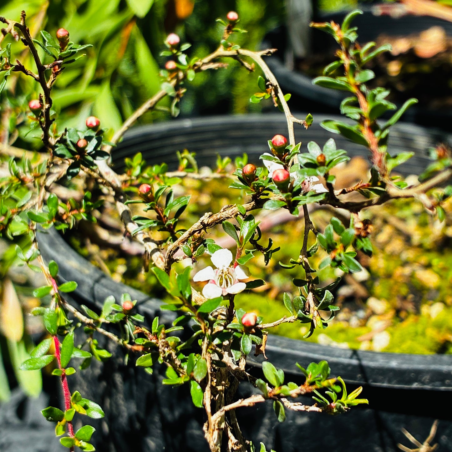 *RETAIL - Leptospermum rupestre