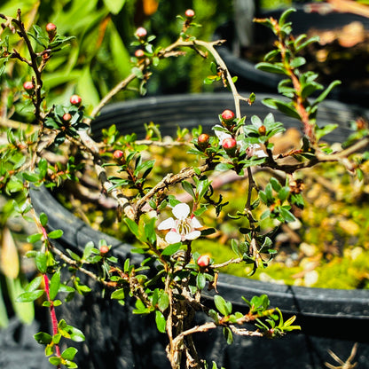 *RETAIL - Leptospermum rupestre