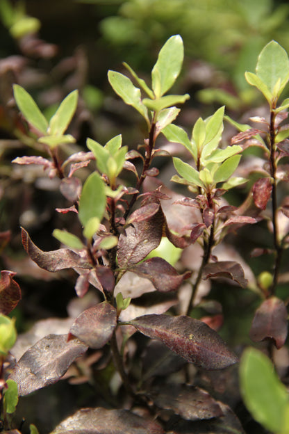 Pittosporum tenuifolium 'County Park Dwarf'