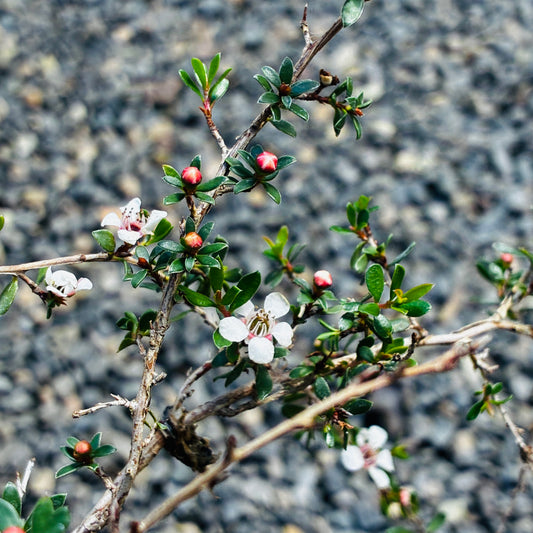 *RETAIL - Leptospermum rupestre