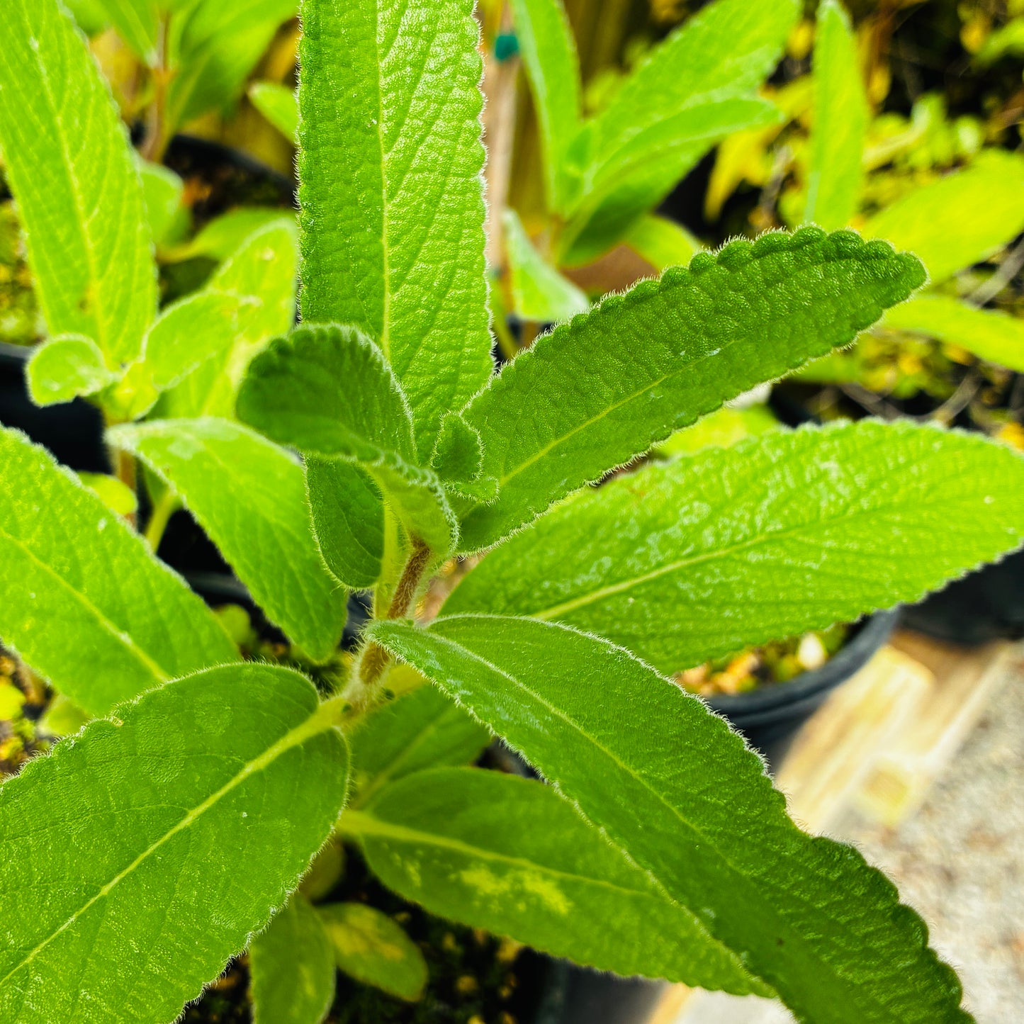 *RETAIL - Sinningia tubiflora