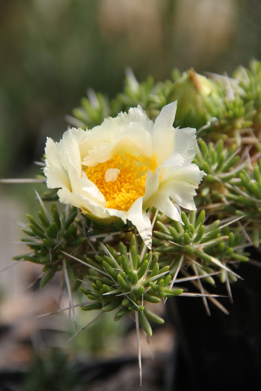 Maihuenia poeppigii