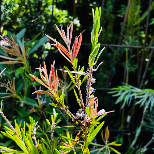 *RETAIL - Callistemon 'Cane's Hybrid'
