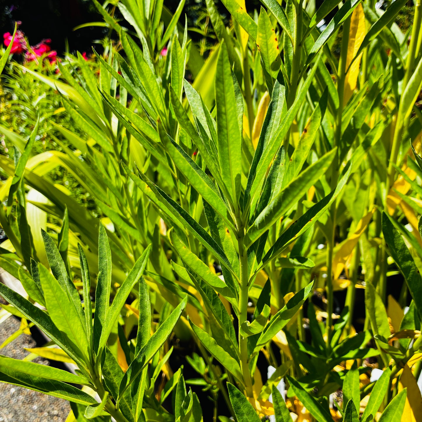 *RETAIL - Gomphocarpus physocarpus