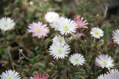 *RETAIL - Delosperma 'Oberg'