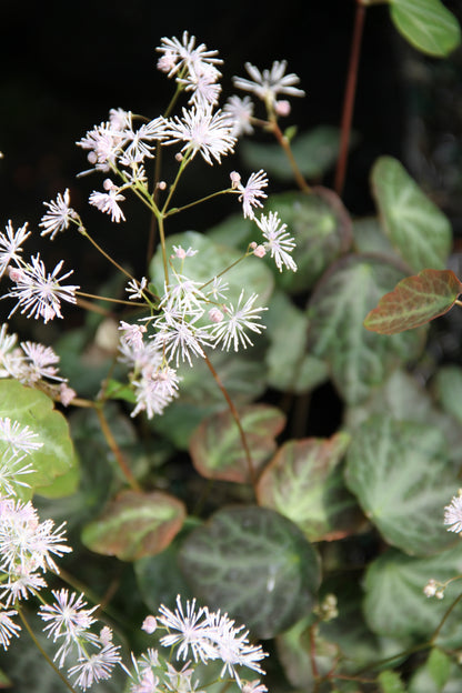 Thalictrum ichangense [seedlings]