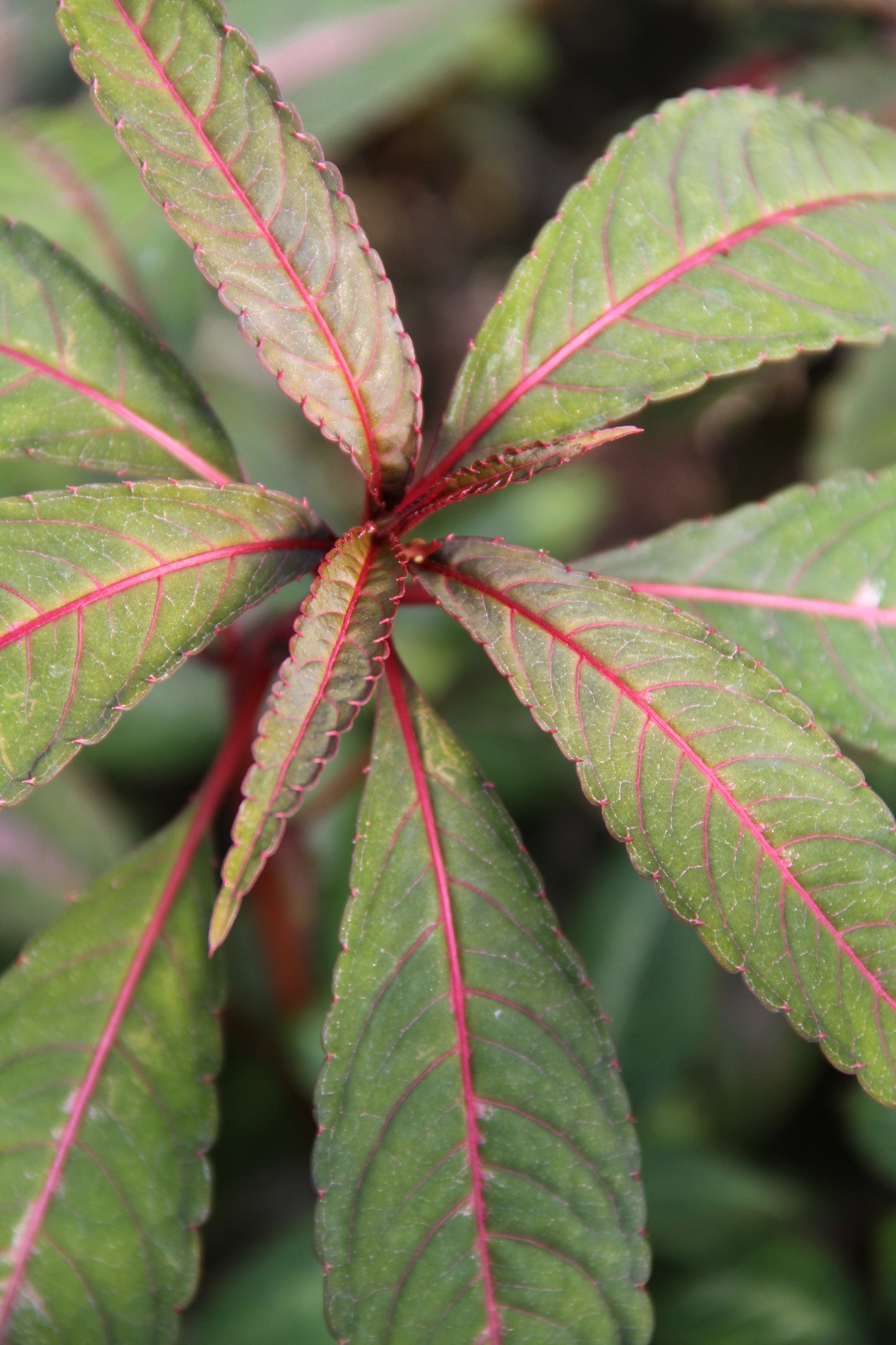 Impatiens omeiana 'Silver Pink'