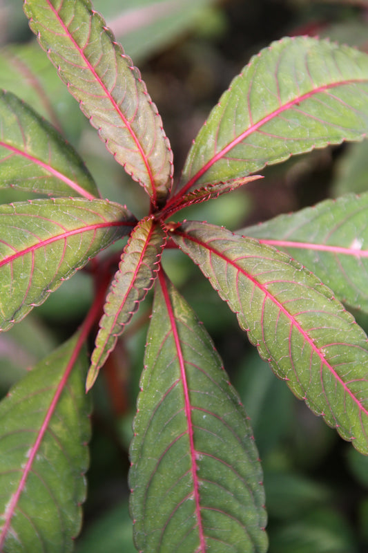 Impatiens omeiana 'Silver Pink'