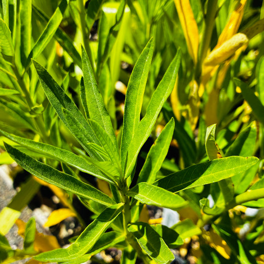 *RETAIL - Gomphocarpus physocarpus